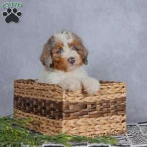 Daisy, Miniature Poodle Puppy